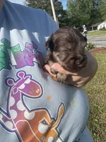 Mr. Green, a male Miniature Schnauzer for sale in Macclesfield, NC – Photo 2 of 4