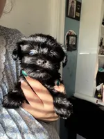 Princess Leia, a female Miniature Schnauzer for sale in Macclesfield, NC – 1 of 4