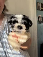 Obi Won, a male Miniature Schnauzer for sale in Macclesfield, NC – 1 of 4