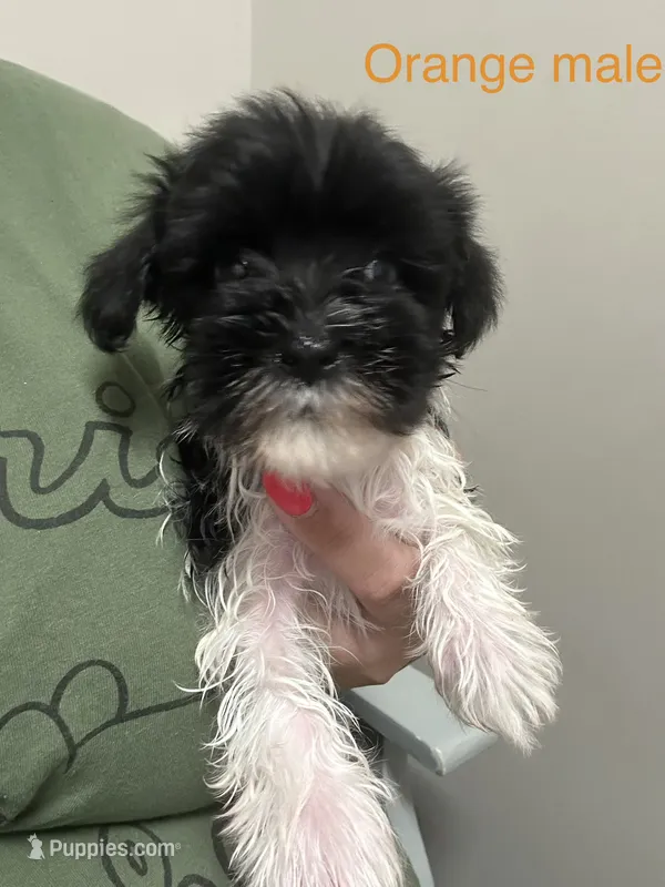Locke ( orange collar) – Miniature Schnauzer puppy for sale in Macclesfield, NC