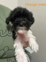 Locke ( orange collar), a male Miniature Schnauzer for sale in Macclesfield, NC – 1 of 3