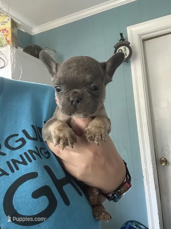 Jack ( white collar) fluffy carrier AKC – French Bulldog puppy for sale in Macclesfield, NC