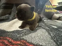 Peach ( yellow collar) fluffy carrier AKC, a female French Bulldog for sale in Macclesfield, NC – 1 of 3