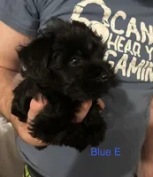 Mr.Blue, a male Miniature Schnauzer for sale in Macclesfield, NC – 2 of 3