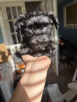 Princess Leia, a female Miniature Schnauzer for sale in Macclesfield, NC – 2 of 4