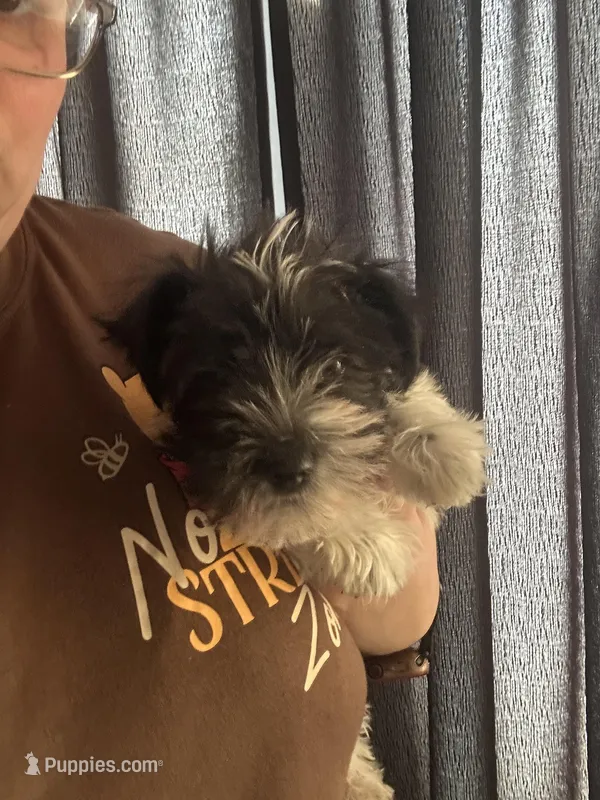 Blue ( Ready for new home) – Miniature Schnauzer puppy for sale in Macclesfield, NC