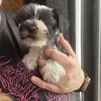 Blue ( Ready for new home), a male Miniature Schnauzer for sale in Macclesfield, NC – Photo 2 of 7