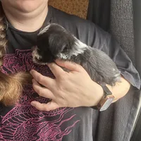 Blue ( Ready for new home), a male Miniature Schnauzer for sale in Macclesfield, NC – Photo 3 of 7