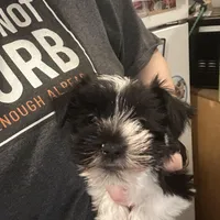 Blue ( Ready for new home), a male Miniature Schnauzer for sale in Macclesfield, NC – Photo 1 of 7