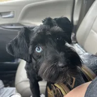 Blue ( Ready for new home), a male Miniature Schnauzer for sale in Macclesfield, NC – Photo 6 of 7