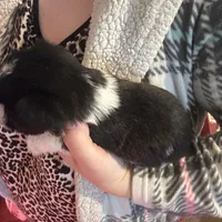 Blue ( Ready for new home), a male Miniature Schnauzer for sale in Macclesfield, NC – Photo 5 of 7