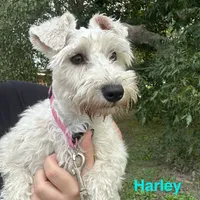 Blue ( Ready for new home), a male Miniature Schnauzer for sale in Macclesfield, NC – Photo 7 of 7