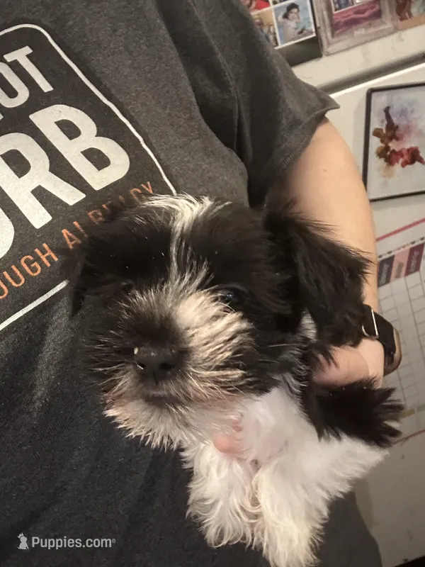 Blue ( Ready for new home) – Miniature Schnauzer puppy for sale in Macclesfield, NC