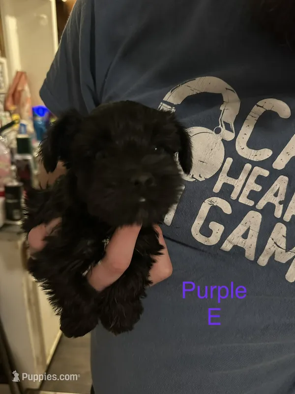 Ms.Purple  – Miniature Schnauzer puppy for sale in Macclesfield, NC