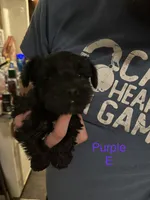 Ms.Purple , a female Miniature Schnauzer for sale in Macclesfield, NC – 1 of 3