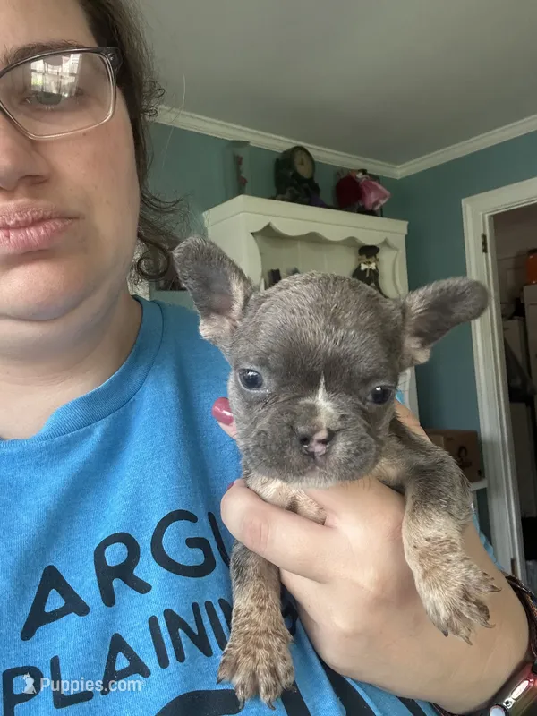 Paisley ( lavender collar) fluffy carrier AKC – French Bulldog puppy for sale in Macclesfield, NC