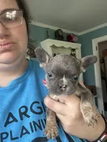 Paisley ( lavender collar) fluffy carrier AKC, a female French Bulldog for sale in Macclesfield, NC – 1 of 4