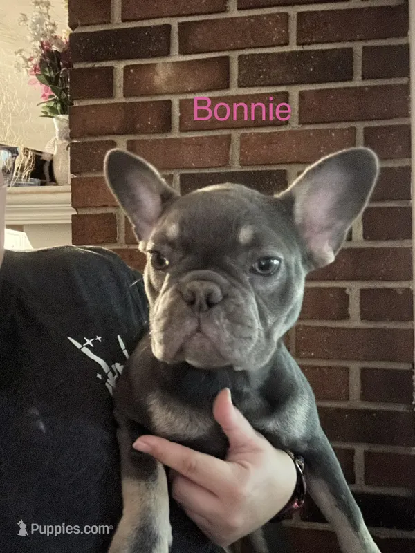 Bonnie (fluffy carrier) – French Bulldog puppy for sale in Macclesfield, NC