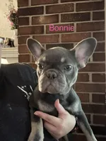 Bonnie (fluffy carrier), a female French Bulldog for sale in Macclesfield, NC – 1 of 3