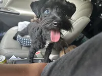 Princess Leia, a female Miniature Schnauzer for sale in Macclesfield, NC – 3 of 4