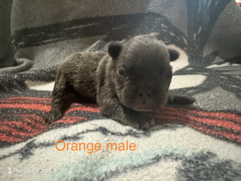 Johnny  (orange collar) fluffy carrier – French Bulldog puppy for sale in Macclesfield, NC