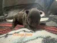 Johnny  (orange collar) fluffy carrier, a male French Bulldog for sale in Macclesfield, NC – 1 of 3
