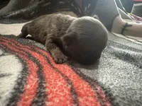 Paisley ( lavender collar) fluffy carrier AKC, a female French Bulldog for sale in Macclesfield, NC – 2 of 3