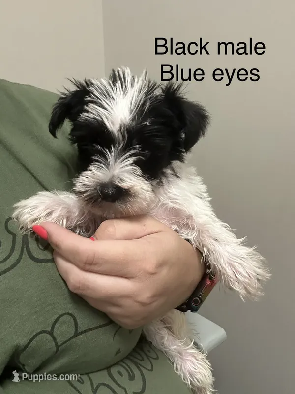 Jack ( black collar blue eyes) – Miniature Schnauzer puppy for sale in Macclesfield, NC