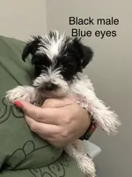 Jack ( black collar blue eyes), a male Miniature Schnauzer for sale in Macclesfield, NC – 1 of 3