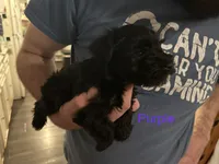 Ms.Purple , a female Miniature Schnauzer for sale in Macclesfield, NC – 2 of 3