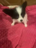 *SALE* AKC DNA EURI CHAMP 4-5 lbs., a female Papillon for sale in Georgia, GA – 2 of 5