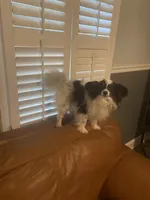 Last 1 REDUCED FROM $2,500  AKC G CHAMP will only be 3-3.5 , a male Papillon for sale in Georgia, GA – 5 of 6