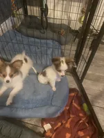 *SALE?* AKC/ DNA/EURO /CHAMP  only 3-3.5 lbs , a male Papillon for sale in Georgia, GA – 3 of 3
