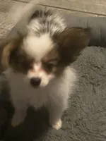 *SALE* AKC DNA/EURO CHAMP CHAMP 6 lbs. , a male Papillon for sale in Georgia, GA – 2 of 4