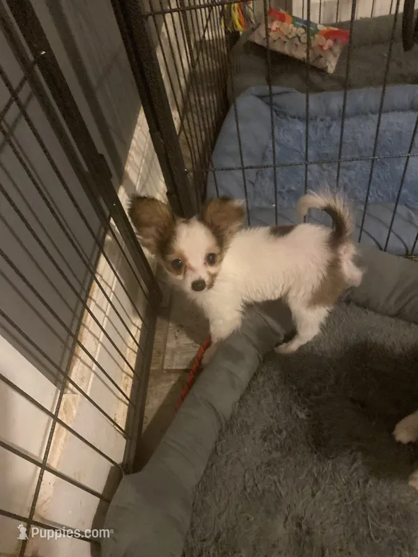 *SALE?* AKC/ DNA/EURO /CHAMP  only 3-3.5 lbs  – Papillon puppy for sale in Georgia, GA