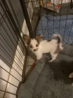 *SALE?* AKC/ DNA/EURO /CHAMP  only 3-3.5 lbs , a male Papillon for sale in Georgia, GA – 1 of 3