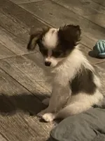 *SALE* AKC DNA/EURO CHAMP CHAMP 6 lbs. , a male Papillon for sale in Georgia, GA – 1 of 4