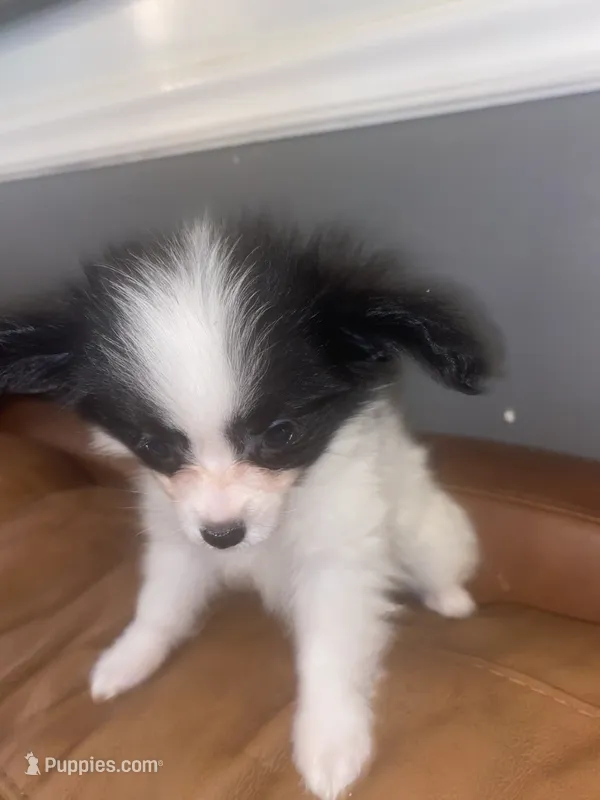 *SALE* AKC DNA EURI CHAMP 4-5 lbs. – Papillon puppy for sale in Georgia, GA