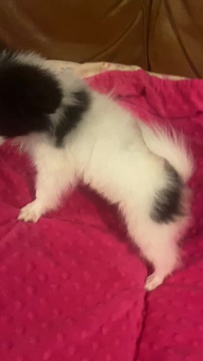 *SALE* AKC DNA EURI CHAMP 4-5 lbs., a female Papillon for sale in Georgia, GA – 5 of 5