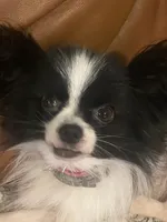 Last 1 REDUCED FROM $2,500  AKC G CHAMP will only be 3-3.5 , a male Papillon for sale in Georgia, GA – 6 of 6