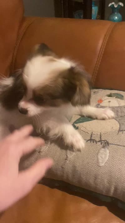 *SALE* AKC DNA/EURO CHAMP CHAMP 6 lbs. , a male Papillon for sale in Georgia, GA – 4 of 4