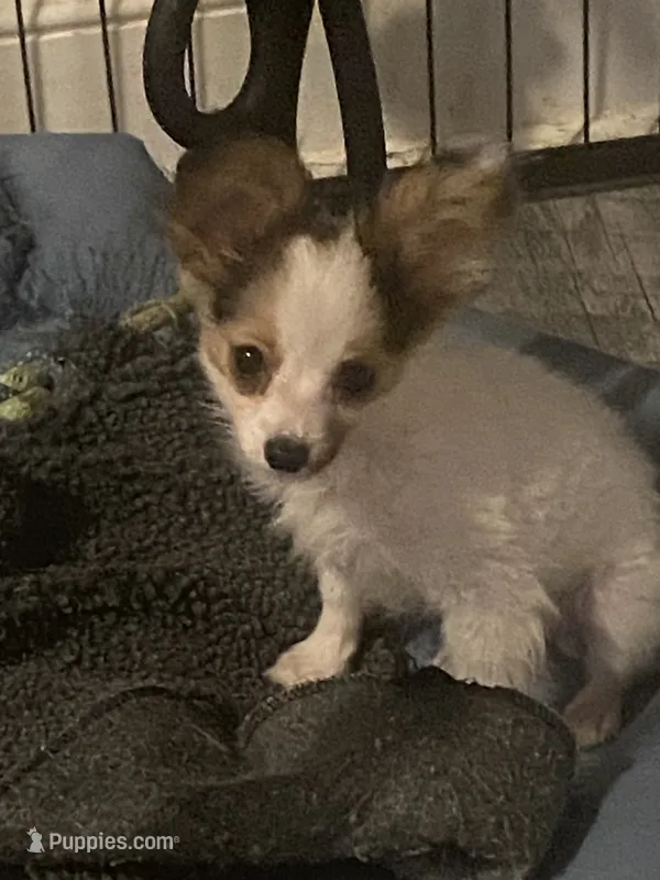 Last 1 REDUCED FROM $2,500  AKC G CHAMP will only be 3-3.5  – Papillon puppy for sale in Georgia, GA