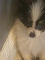 *SALE* AKC DNA EURI CHAMP 4-5 lbs., a female Papillon for sale in Georgia, GA – 3 of 5