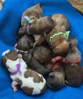 Betsy Ross, a female Shih Tzu for sale in Alto, MI – Photo 2 of 2