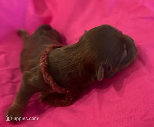 Betsy Ross – Shih Tzu puppy for sale in Alto, MI