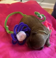 Daffodil, a female Shih Tzu for sale in Alto, MI – Photo 2 of 2