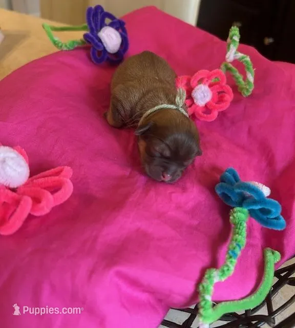 Daffodil – Shih Tzu puppy for sale in Alto, MI