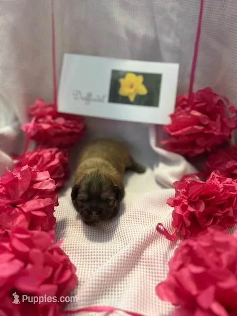 Daffodil – Shih Tzu puppy for sale in Alto, MI