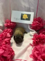 Daffodil, a female Shih Tzu for sale in Alto, MI – 3 of 5