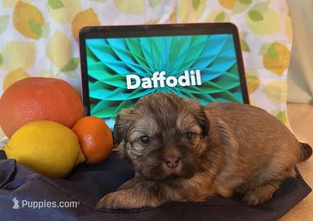 Daffodil – Shih Tzu puppy for sale in Alto, MI